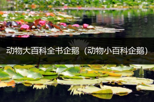 动物大百科全书企鹅（动物小百科企鹅）
