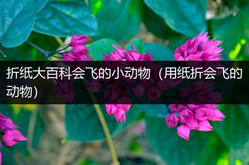 折纸大百科会飞的小动物（用纸折会飞的动物）
