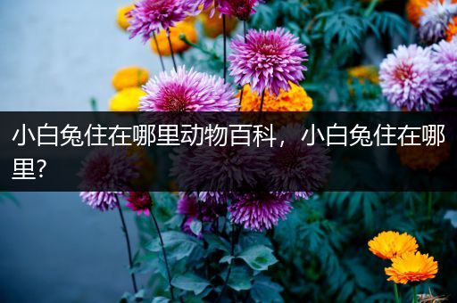 小白兔住在哪里动物百科，小白兔住在哪里?
