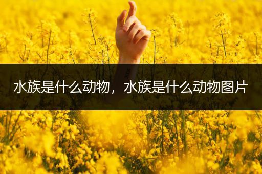 水族是什么动物，水族是什么动物图片