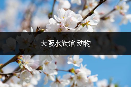 大阪水族馆 动物