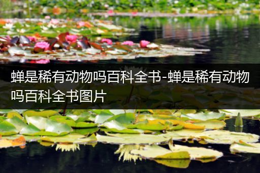 蝉是稀有动物吗百科全书-蝉是稀有动物吗百科全书图片
