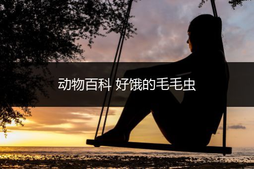 动物百科 好饿的毛毛虫