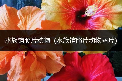 水族馆照片动物（水族馆照片动物图片）