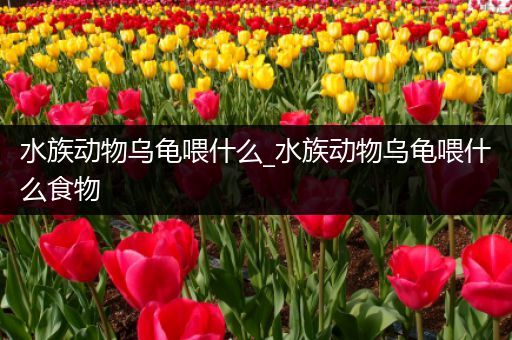水族动物乌龟喂什么_水族动物乌龟喂什么食物