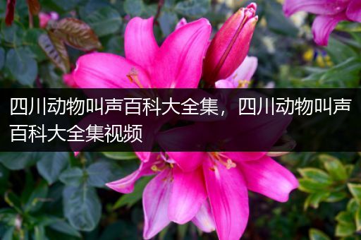 四川动物叫声百科大全集，四川动物叫声百科大全集视频