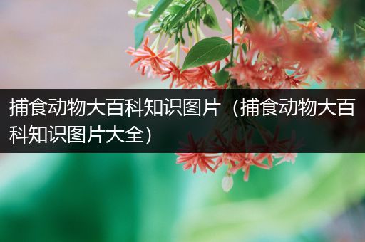 捕食动物大百科知识图片（捕食动物大百科知识图片大全）