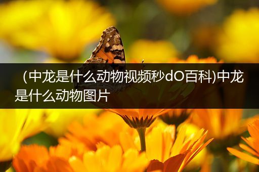 （中龙是什么动物视频秒dO百科)中龙是什么动物图片