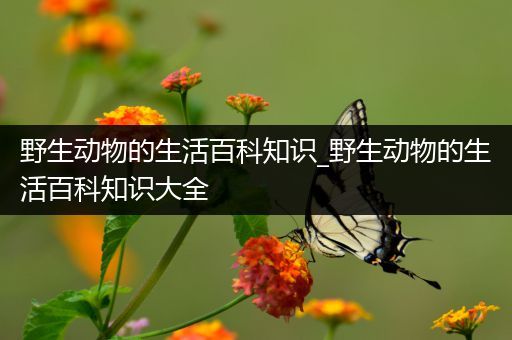 野生动物的生活百科知识_野生动物的生活百科知识大全