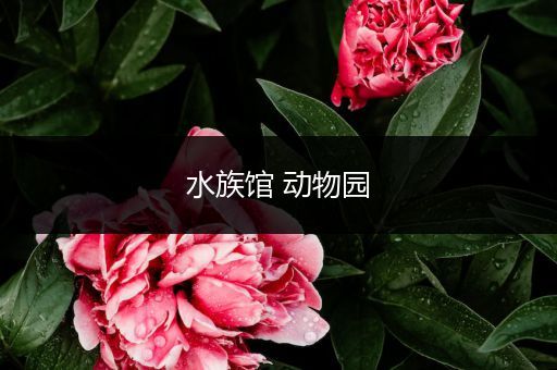 水族馆 动物园