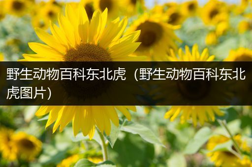 野生动物百科东北虎（野生动物百科东北虎图片）