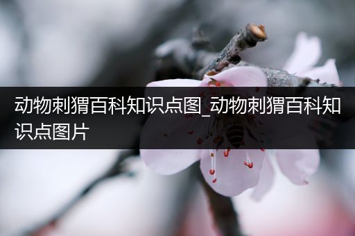 动物刺猬百科知识点图_动物刺猬百科知识点图片