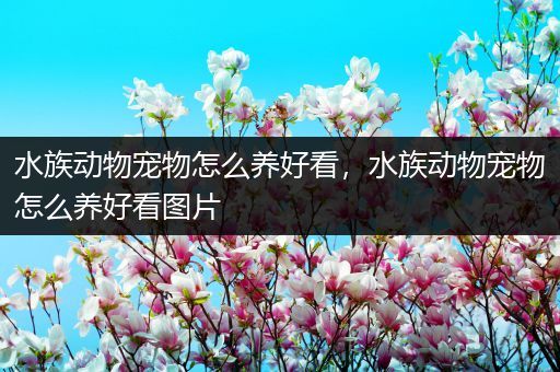 水族动物宠物怎么养好看，水族动物宠物怎么养好看图片