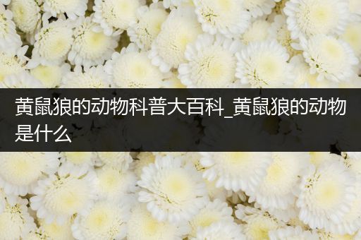 黄鼠狼的动物科普大百科_黄鼠狼的动物是什么