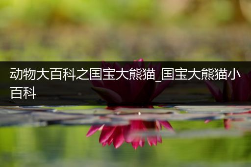 动物大百科之国宝大熊猫_国宝大熊猫小百科