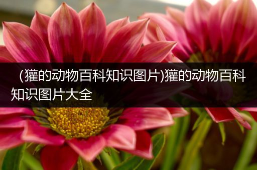 （獾的动物百科知识图片)獾的动物百科知识图片大全