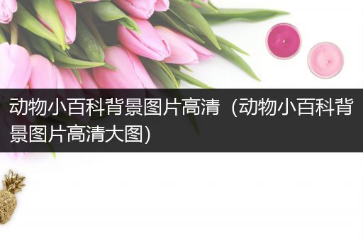 动物小百科背景图片高清（动物小百科背景图片高清大图）