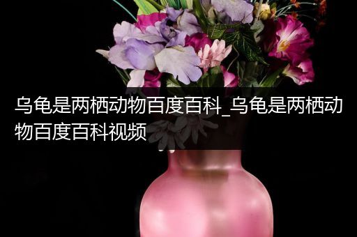 乌龟是两栖动物百度百科_乌龟是两栖动物百度百科视频