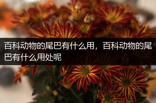 百科动物的尾巴有什么用，百科动物的尾巴有什么用处呢