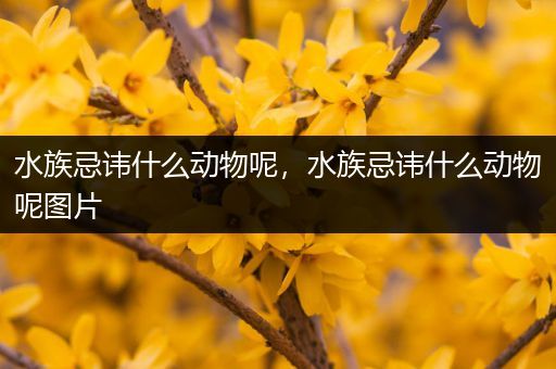 水族忌讳什么动物呢，水族忌讳什么动物呢图片