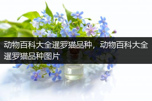 动物百科大全暹罗猫品种，动物百科大全暹罗猫品种图片