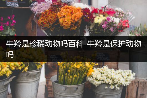 牛羚是珍稀动物吗百科-牛羚是保护动物吗