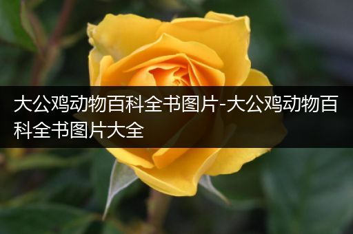 大公鸡动物百科全书图片-大公鸡动物百科全书图片大全