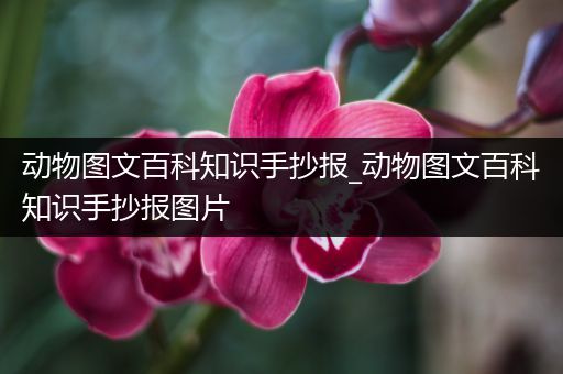 动物图文百科知识手抄报_动物图文百科知识手抄报图片