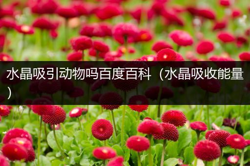 水晶吸引动物吗百度百科（水晶吸收能量）