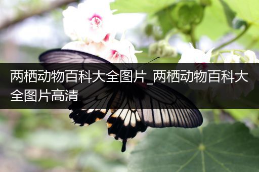 两栖动物百科大全图片_两栖动物百科大全图片高清