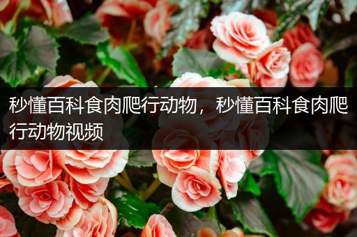 秒懂百科食肉爬行动物，秒懂百科食肉爬行动物视频