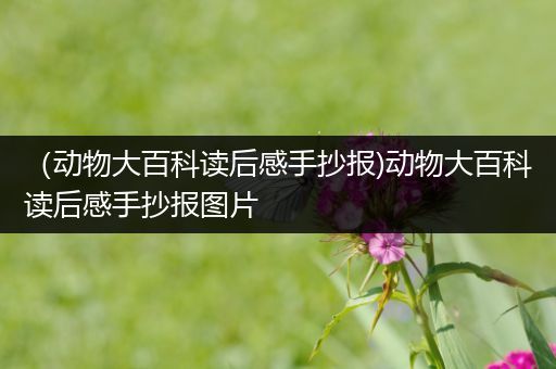 （动物大百科读后感手抄报)动物大百科读后感手抄报图片
