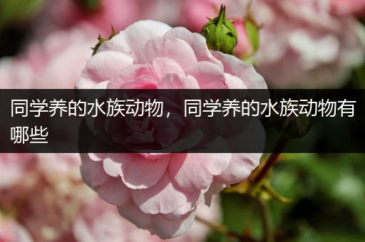 同学养的水族动物，同学养的水族动物有哪些
