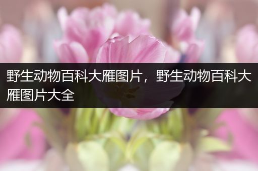 野生动物百科大雁图片，野生动物百科大雁图片大全