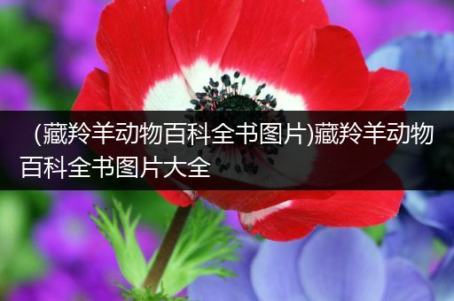 （藏羚羊动物百科全书图片)藏羚羊动物百科全书图片大全