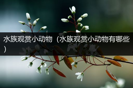 水族观赏小动物（水族观赏小动物有哪些）