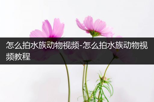 怎么拍水族动物视频-怎么拍水族动物视频教程