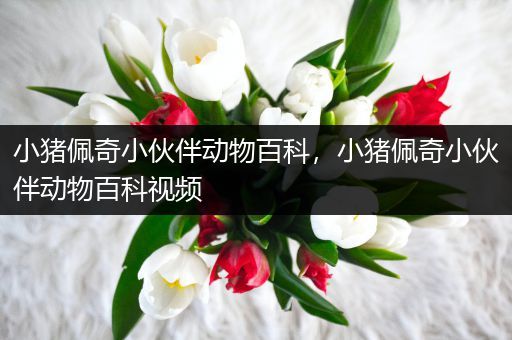 小猪佩奇小伙伴动物百科，小猪佩奇小伙伴动物百科视频