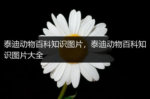 泰迪动物百科知识图片，泰迪动物百科知识图片大全