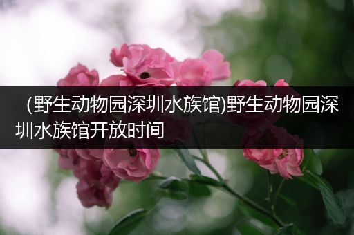 （野生动物园深圳水族馆)野生动物园深圳水族馆开放时间
