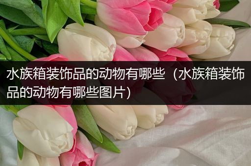 水族箱装饰品的动物有哪些（水族箱装饰品的动物有哪些图片）