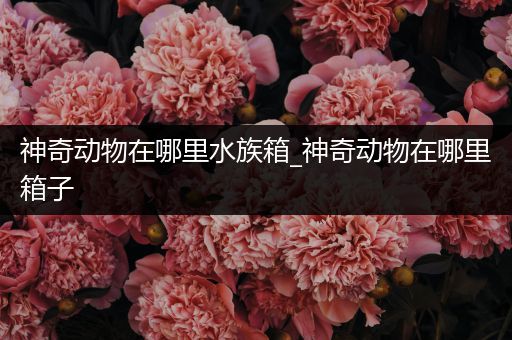 神奇动物在哪里水族箱_神奇动物在哪里箱子