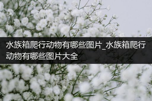 水族箱爬行动物有哪些图片_水族箱爬行动物有哪些图片大全
