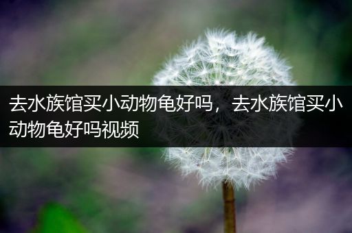 去水族馆买小动物龟好吗，去水族馆买小动物龟好吗视频