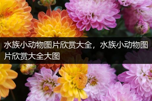 水族小动物图片欣赏大全，水族小动物图片欣赏大全大图
