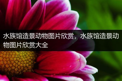 水族馆造景动物图片欣赏，水族馆造景动物图片欣赏大全