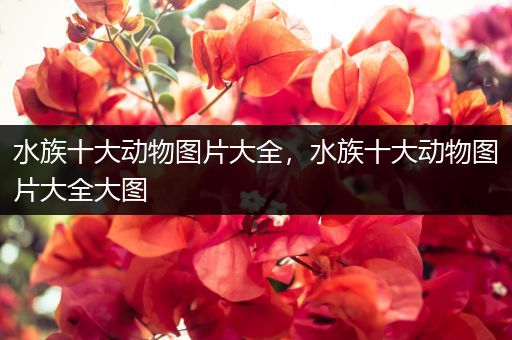 水族十大动物图片大全，水族十大动物图片大全大图