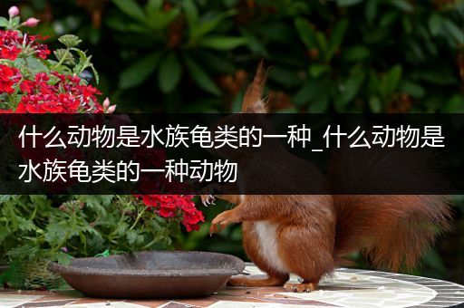 什么动物是水族龟类的一种_什么动物是水族龟类的一种动物