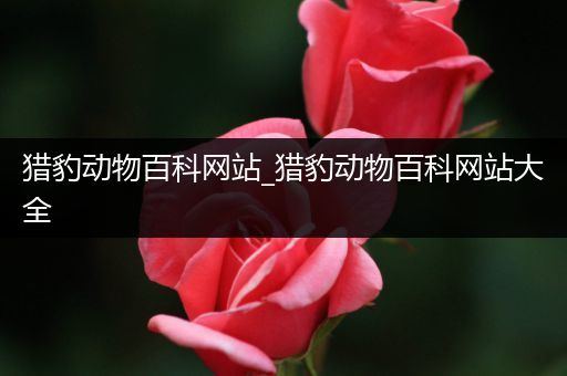 猎豹动物百科网站_猎豹动物百科网站大全