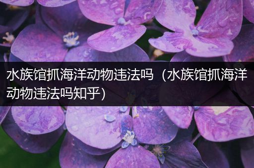 水族馆抓海洋动物违法吗（水族馆抓海洋动物违法吗知乎）